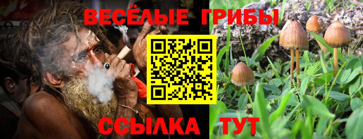Галлюциногенные грибы Cubensis Анжеро-Судженск
